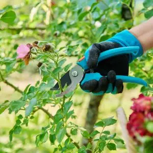 someone wearing black and blue gloves, pruning a pink rose