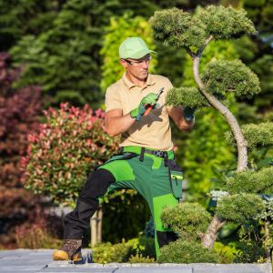 a park keeper pruning a small ornamental tree
