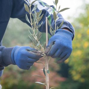 someone wearing blue gloves, staking a young olive tree