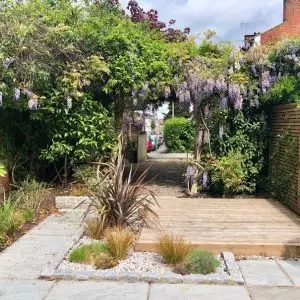 a courtyard garden with a small decked area, paving, green foliage in borders, and wisteria