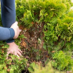 a man parting a thuja bush to reveal dry, damaged stems