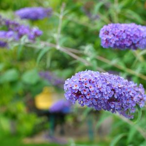 purple buddleja