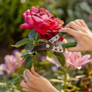 a close up of a woman using secateurs to prune a red rose