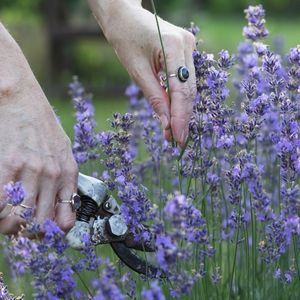 a close up of a woman, wearing a ring, using secateurs to prune lavender