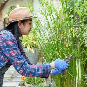 a woman wearing a checked shirt, blue gloves and a straw hat, using secateurs to prune ornamental grass