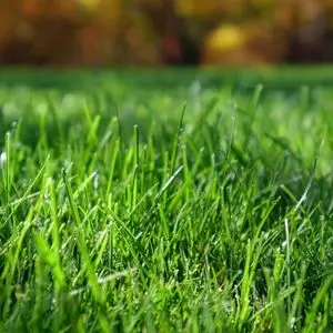 a close up of a healthy lawn in autumn