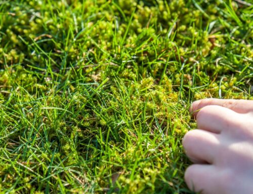 The Best Ways to Get Rid of Moss on a Lawn