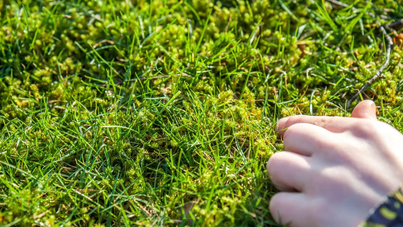 a boy pointing at moss on a lawn