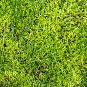 a close up of lawn moss