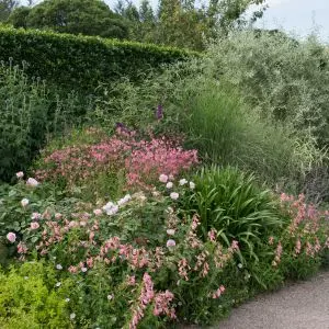 a garden border full of ornamental grasses and colourful flowers, situated between a hedge and path
