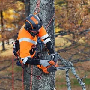 a man wearing orange and black Husqvarna chainsaw PPE, secured to a tree by ropes, using the Husqvarna T525 Chainsaw to prune a high branch