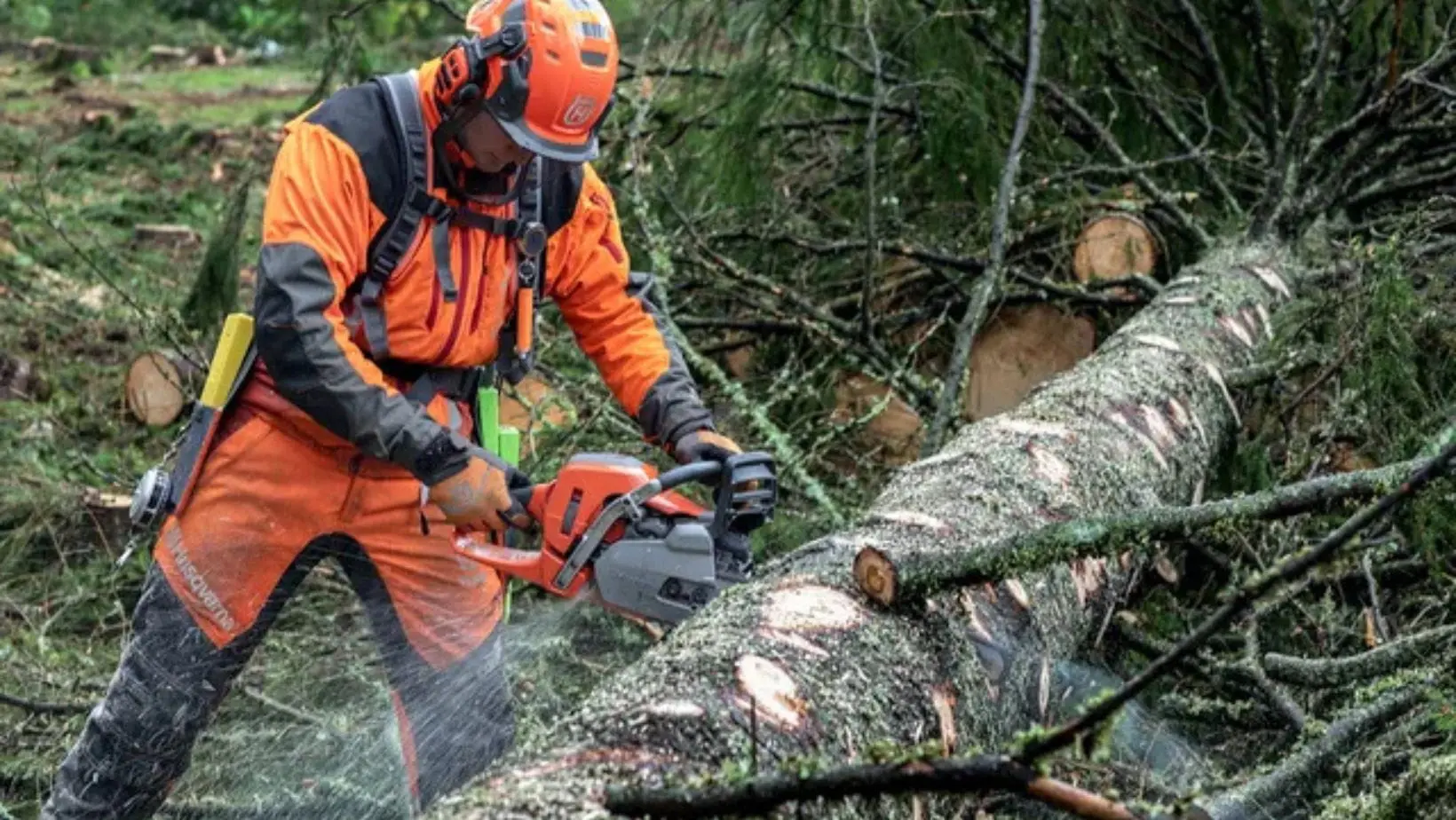 a man wearing orange chainsaw PPE, using a Husqvarna chainsaw to cut a fallen tree