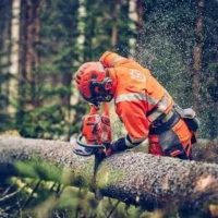 a man wearing full chainsaw PPE, using a chainsaw with full chisel chain to cut a large log