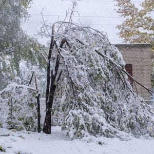 snow-covered storm-damaged trees in front of a small building and power lines