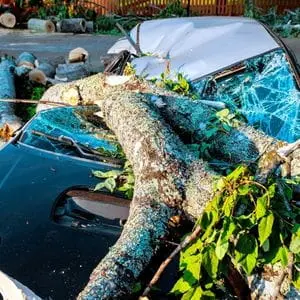 a storm-fallen tree lying on a crushed car that has a shattered windscreen
