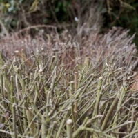 a deciduous hedge without any leaves in winter