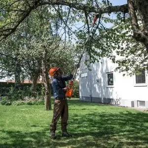 a man stood on a lawn, wearing an orange helmet, using a Husqvarna pole pruner to prune a large tree, with a white house and other trees in the background