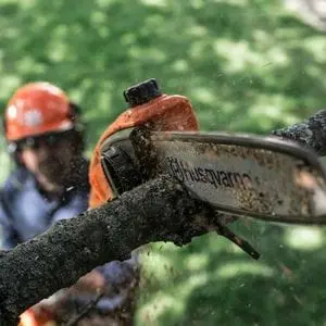 a man wearing an orange helmet and protective shades, using a Husqvarna pole saw to prune a tree