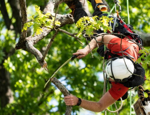 What Makes Silky Saws So Special?