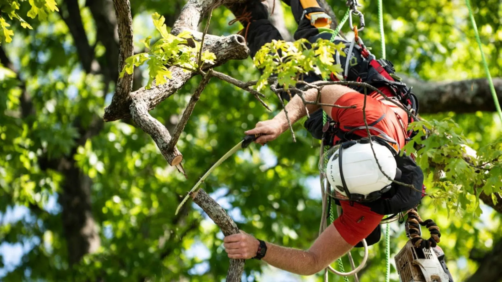 Silky arborist (1) an arborist wearing a protective helmet and supported by ropes, hanging upside down in a tree canopy, using a Silky saw to prune a branch