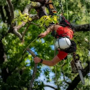 a man wearing an orange t-shirt, white helmet, and safety harness, hanging upside down in a tree canopy, using a Silky saw to prune the tree