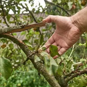 a close up of a man's hand, touching a broken tree branch