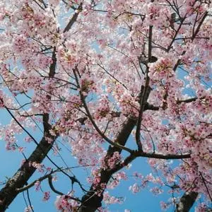 cherry trees in blossom