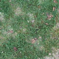 dried leaves and small stones on a patchy lawn