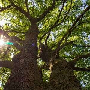 an upwards shot of 2 mature trees, with the sun shining through the canopy