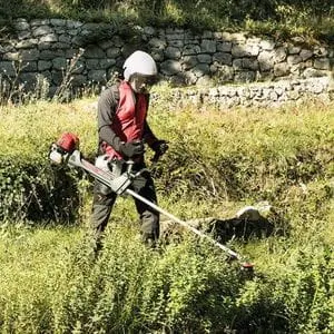 a women wearing full brushcutter PPE, carrying a Honda brushcutter across land containing heavy green growth, with a stone wall in the background