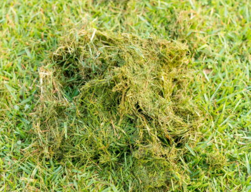 Why Your Mower Leaves Clumps of Grass (And How to Fix It)