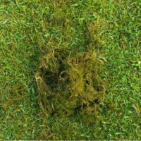 a clump of grass on a freshly mowed lawn