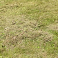 clumps of thatch on a lawn