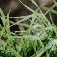 a close up of wet grass blades