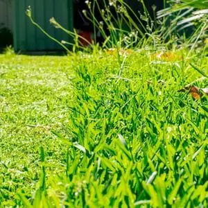 a close up of a lawn showing long grass on the right hand side and short, freshly cut grass on the left