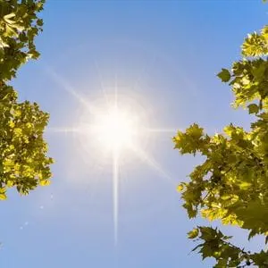 bright sun and clear blue sky, framed by trees