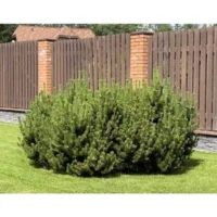 a large bushy shrub on a lawn, with vertically slatted fence panels in the background