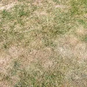 a close up of a scorched lawn