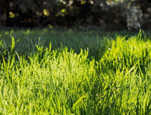 What to Do with an Overgrown Lawn After a Summer Holiday