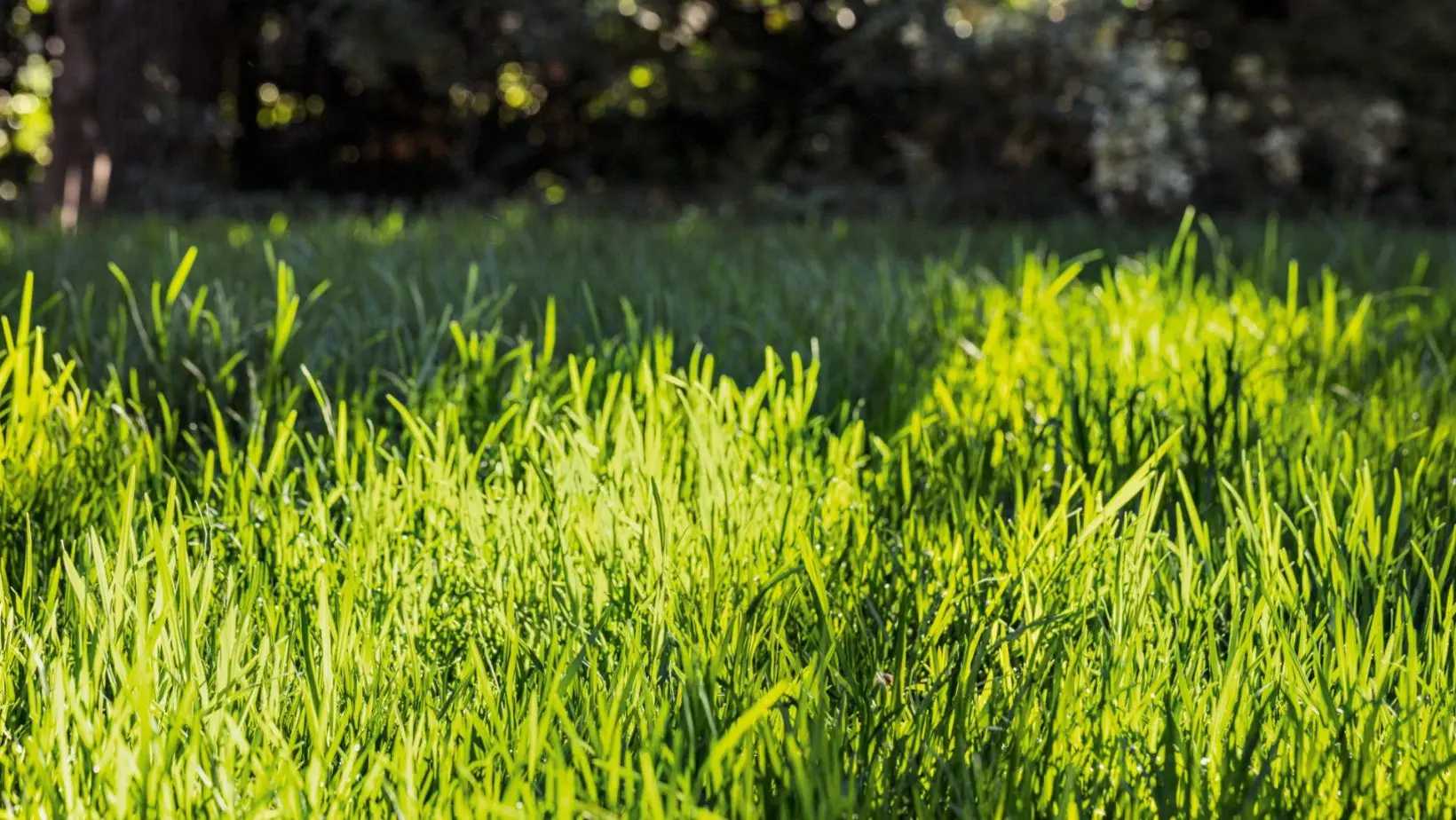 STIHL grass (1) a close up of an overgrown lawn