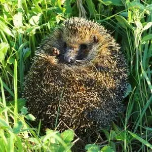 a hedgehog curled up in a ball in long grass
