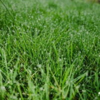 a close up of wet grass