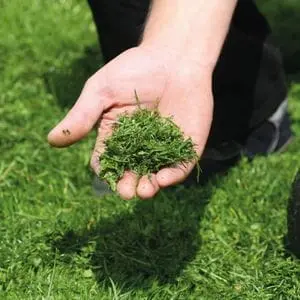 mulched grass in the palm of someone's hand