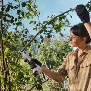 a woman wearing protective glasses, holding the top of a small tree branch as she cuts it off using STIHL ASA 20 Cordless Secateurs