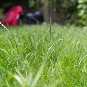 a close up of a lawn of long grass