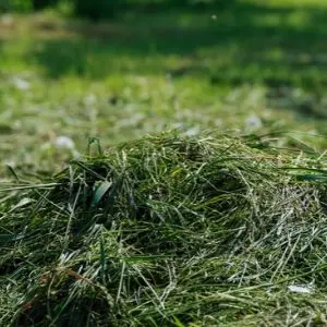 a large clump of grass on a wet lawn