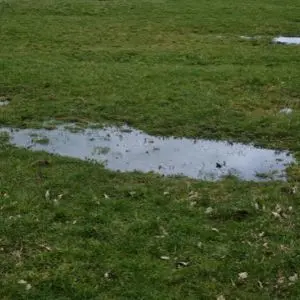 a saturated lawn with large puddles