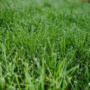 a close up of wet grass